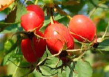 Р дәрумені миға арналған артықшылықтары